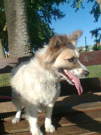 paseando en la plaza